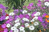 2023 Growing Petunias - What a Success!