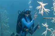 All 350 Miles of Florida's Coral Reefs Have DIED.  It is a Big Deal!