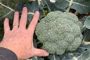 Growing Broccoli From Seed