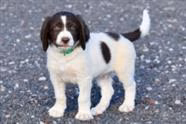 I Thank God For Puppies.... I Really Do!