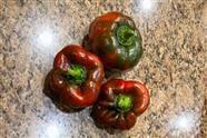 My Garden - September 2023