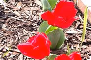 Tulips 2023