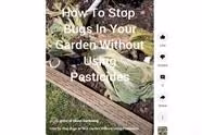 How To Kill Bugs in Your Raised Garden Without Pesticides