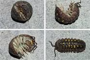 How to Kill Sowbugs and Pillbugs Without Pestisides