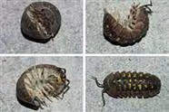 How to Kill Sowbugs and Pillbugs Without Pestisides
