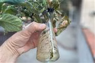 Propagating Tomatoes Is Easy - Just Put a Cutting in Water