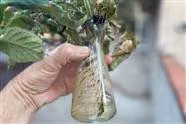 Propagating Tomatoes Is Easy - Just Put a Cutting in Water