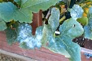 What is the White Powder on my Zucchini Leaves?