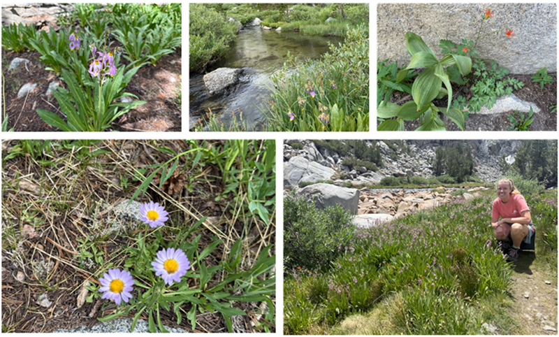 Flowers and Streams in an Inyo National Forest Meadow Flowers and Streams in an Inyo National Forest Meadow